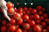 بعد أشهر من الغلاء.. مهني يؤكد ل"أخبارنا" تراجع أسعار الطماطم بالأسواق الوطنية